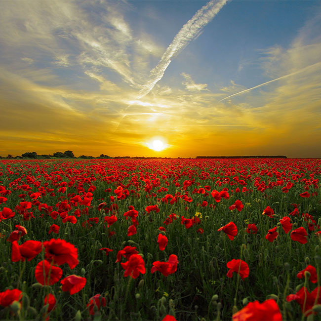 poppy field