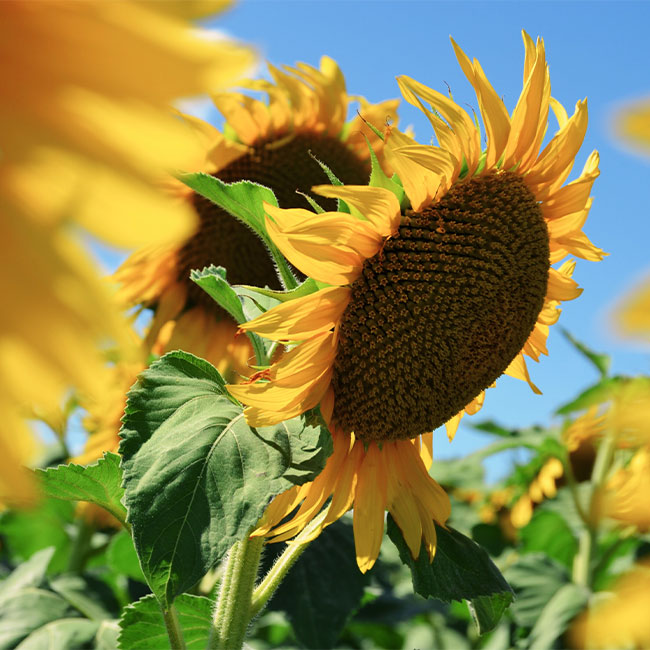 sunflowers